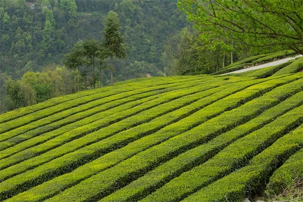 日陰で育てられる食用花5選！美味しい花を簡単に楽しむコツ