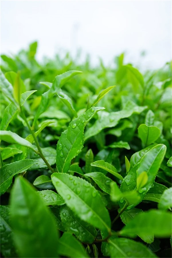 猫に食べられた観葉植物を復活させる方法【実体験】