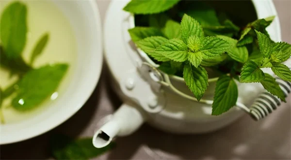 低湿度でも育つ観葉植物5選、私が3年育てた実体験